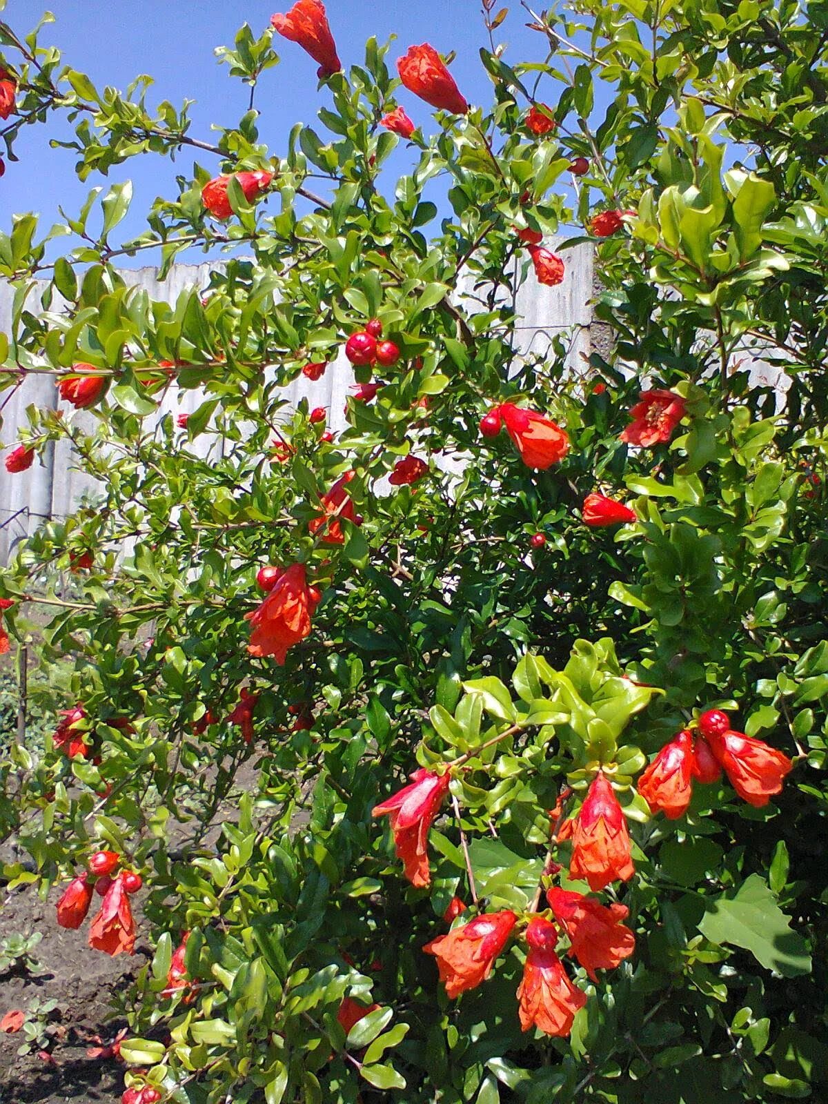 Kvetoucí granátovník