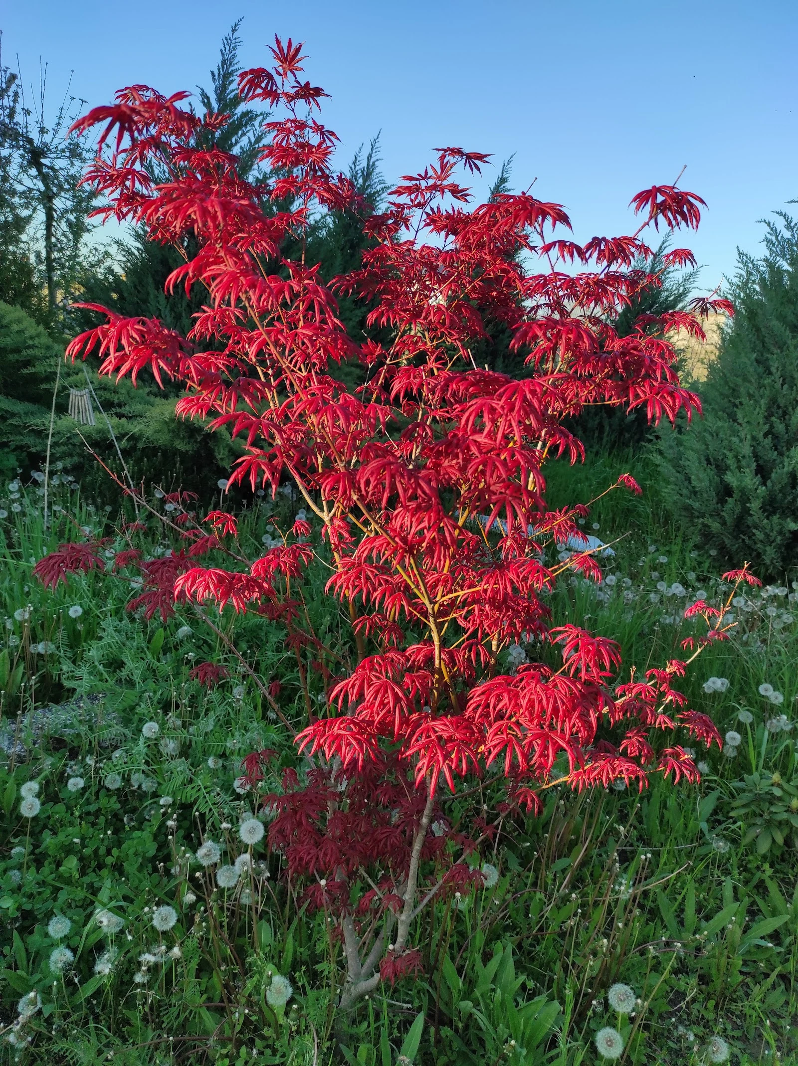 Červený japonský javor (Acer palmatum)