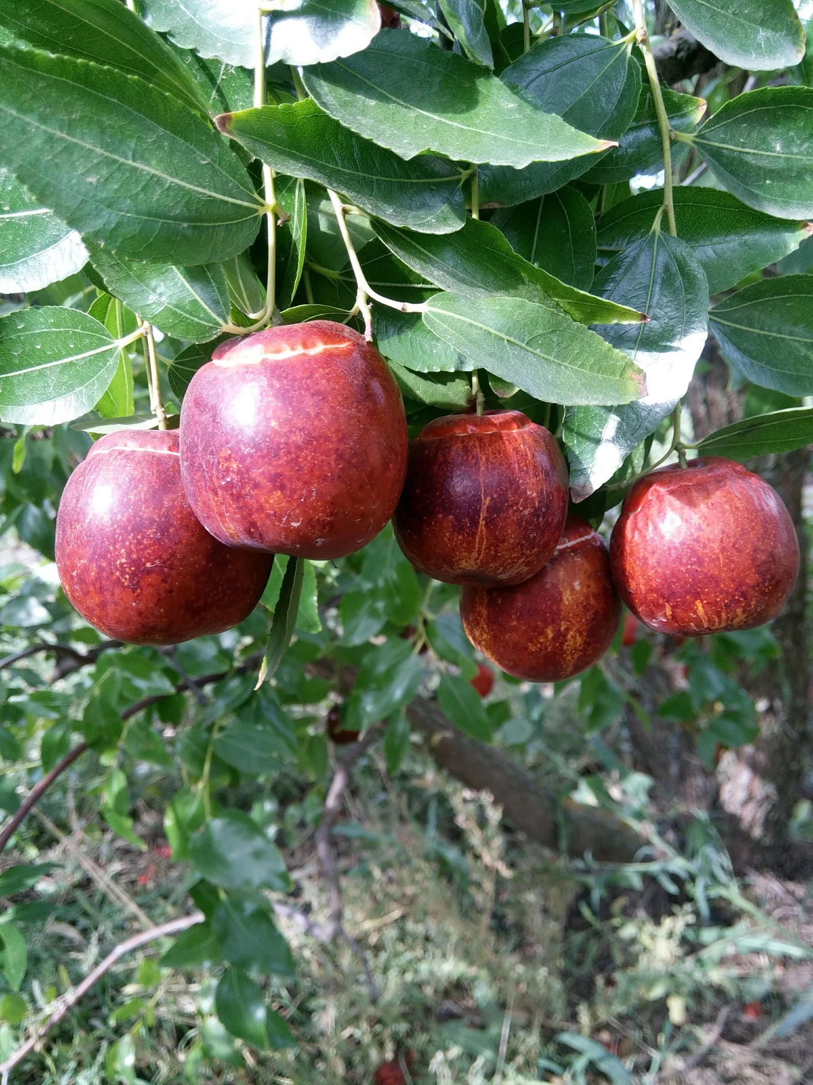 Cicimek čínský (Jujuba / Čínská datle)