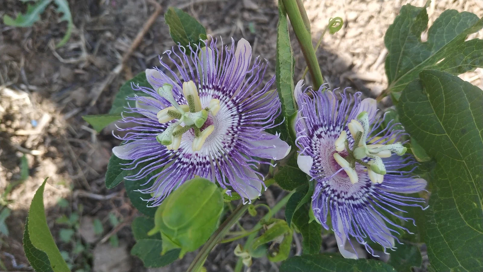 Exotický květ mučenky (Passiflora)